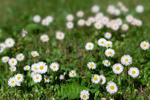 white daisy flowers in green grass, blur background