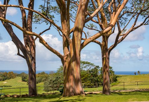 Patterns of branches of the colorful bark of rainbow eucalytpus trees against background of golf course on Kauai