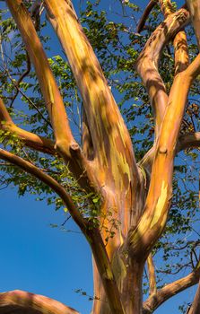 Patterns of branches of the colorful bark of rainbow eucalytpus trees against background of blue sky on Kauai