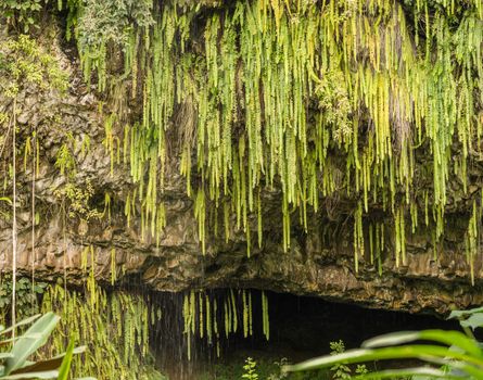 Detail of the ferns and other plants hanging from rocks at Fern Grotto on Wailua river in Kauai