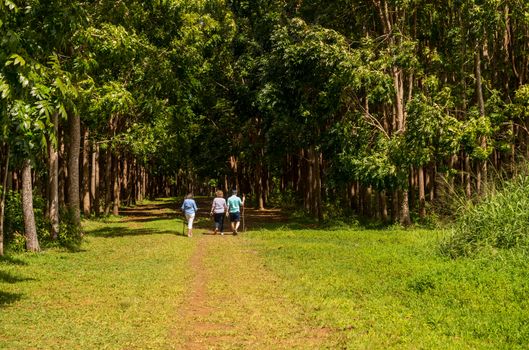 Senior adults walking on the Wai Koa Loop trail or track leads through plantation of Mahogany trees in Kauai, Hawaii, USA