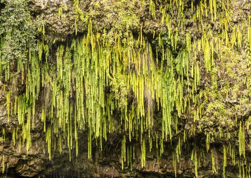 Detail of the ferns and other plants hanging from rocks at Fern Grotto on Wailua river in Kauai