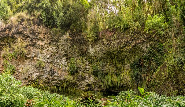 Panorama of the ferns and other plants hanging from rocks at Fern Grotto on Wailua river in Kauai