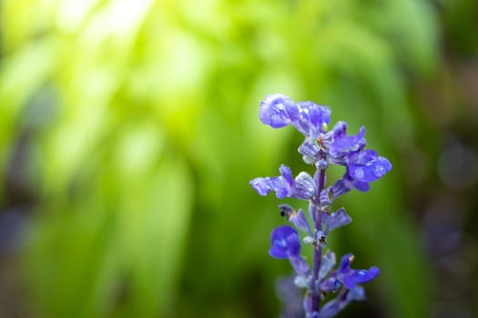 The background image of the colorful flowers, background nature