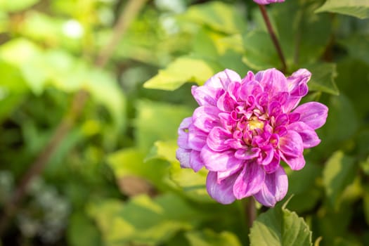 The background image of the colorful flowers, background nature