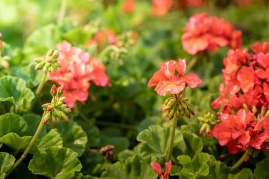 The background image of the colorful flowers, background nature