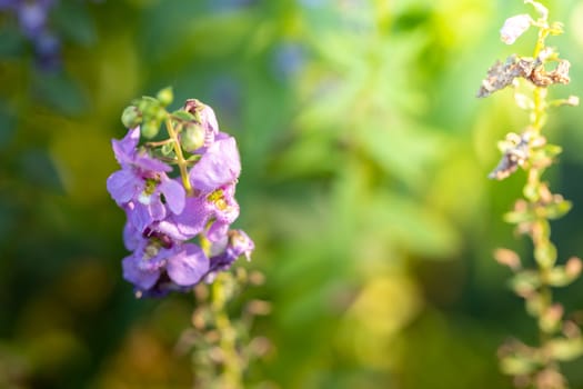 The background image of the colorful flowers, background nature