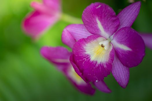 Beautiful blooming orchids in forest, On the bright sunshine