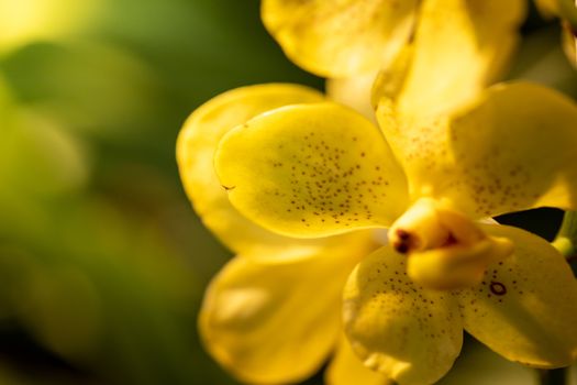 Beautiful blooming orchids in forest, On the bright sunshine