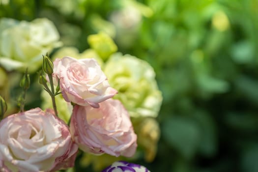 The background image of the colorful flowers, background nature