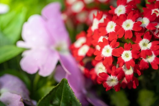 The background image of the colorful flowers, background nature