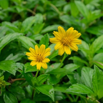 The close up of beautiful yellow niger flower (guizotia abyssinica) in garden.