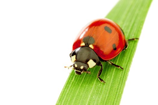 ladybug on grass isolated on white background macro