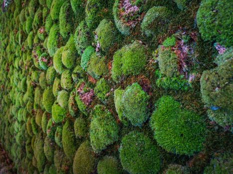 Green moss dots on high wall with irrigation system
