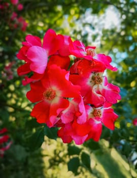 Red leaf flower with green leafs in background