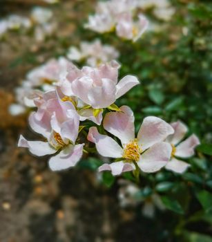 White leaf flowers with green leafs in background