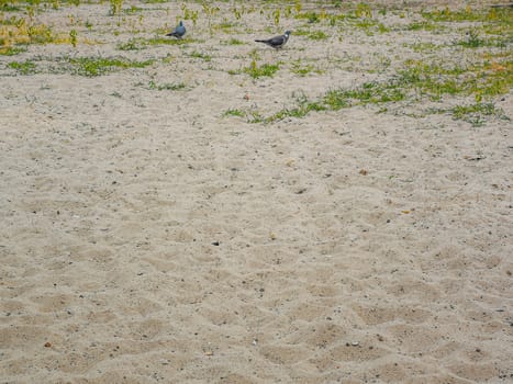 Pigeons walking on sand and growing green grass