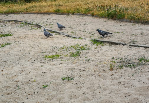 Pigeons walking on sand and growing green grass