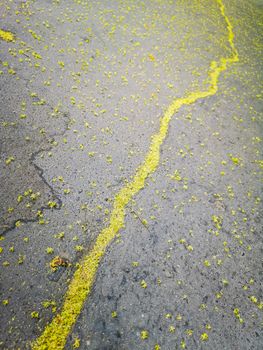 Green line by flowers in center of pavement