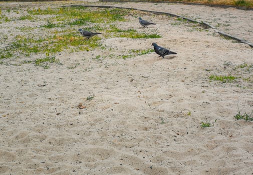 Pigeons walking on sand and growing green grass