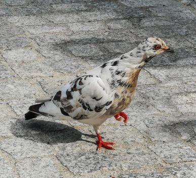 White pigeon with red eye walking on pavement in city center