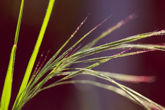 Morning drops on green plants, macro