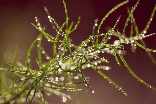 Morning drops on green plants, macro