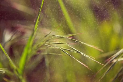 Morning drops on green plants, macro