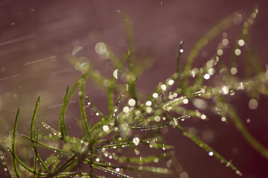 Morning drops on green plants, macro