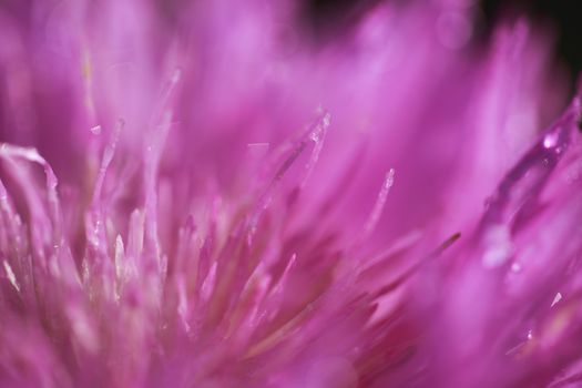 abstract flower petals with drops on them