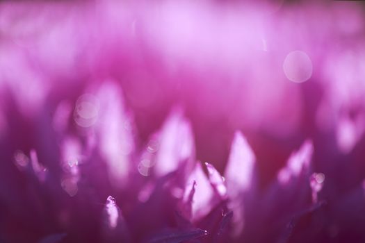 abstract flower petals with drops on them