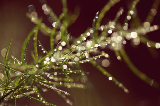 Morning drops on green plants, macro