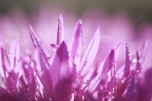 abstract flower petals with drops on them