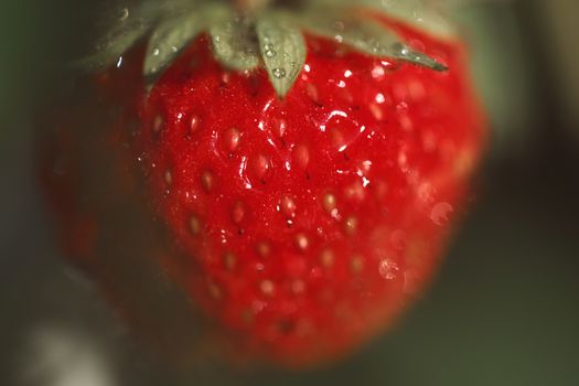 Strawberry on bush macro shot