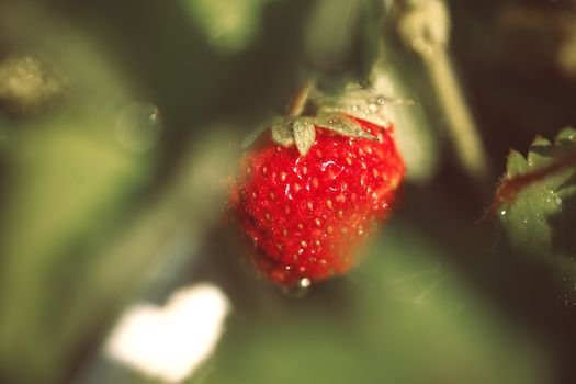 Strawberry on bush macro shot