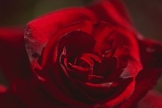 Close-up macro photograph of a rose with drops on it