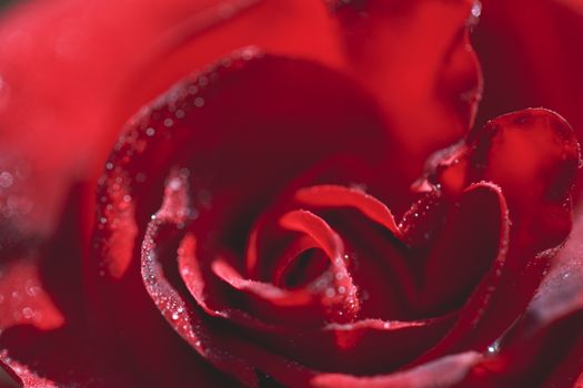 Close-up macro photograph of a rose with drops on it