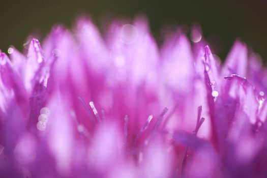 abstract flower petals with drops on them