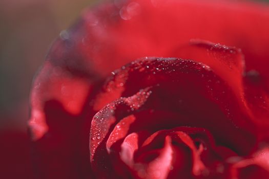 Close-up macro photograph of a rose with drops on it