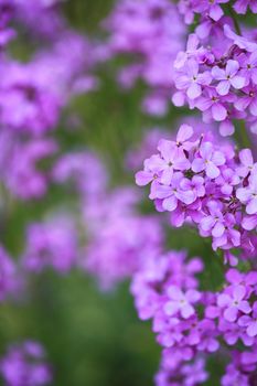 syringa vulgaris blue