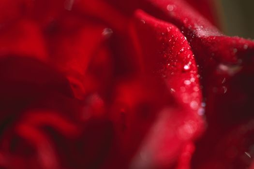 Close-up macro photograph of a rose with drops on it