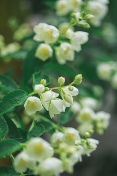 Jasmine flowers blossoming on bush