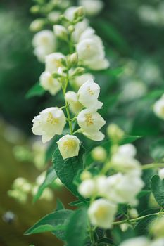 Jasmine flowers blossoming on bush