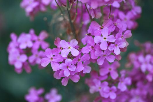 syringa vulgaris blue