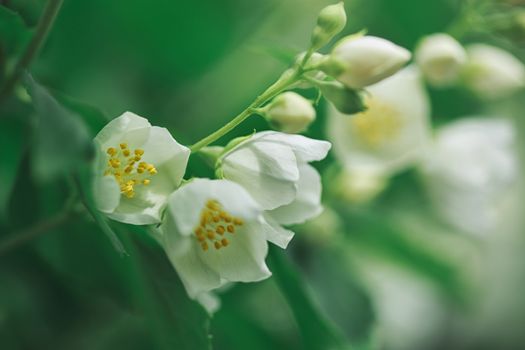 Jasmine flowers blossoming on bush