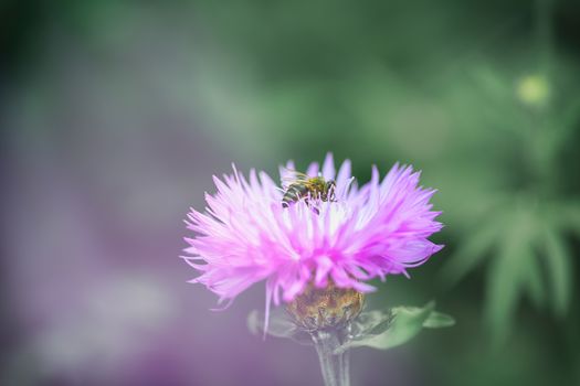 The bee pollinates the purple flower