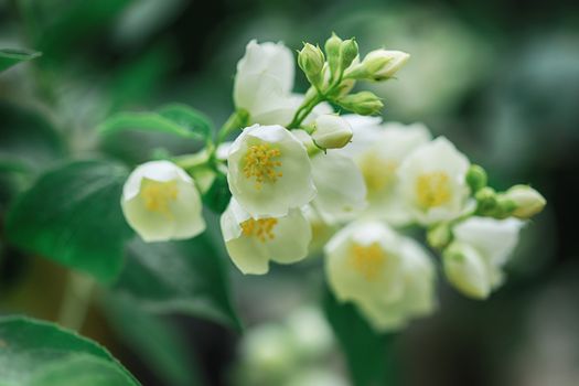 Jasmine flowers blossoming on bush