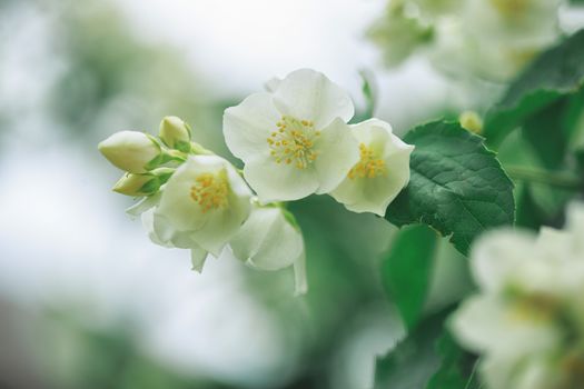 Jasmine flowers blossoming on bush