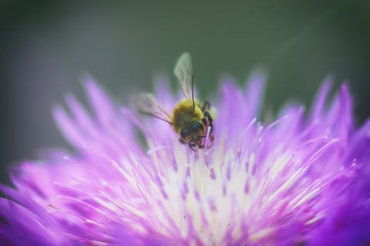 The bee pollinates the purple flower
