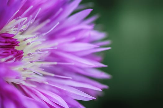 The violet petals of the flower abstract pictures